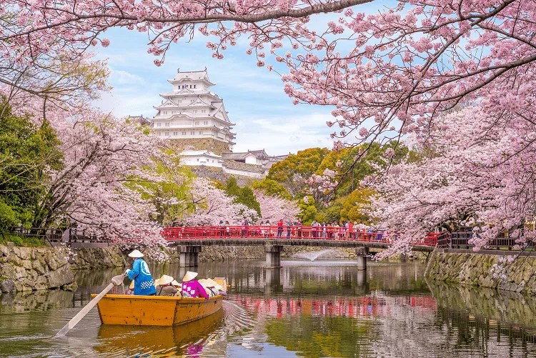 Himeji Castle stands surrounded by beautiful cherry blossoms, with a group of people enjoying a boat ride on the moat and many tourists gathered on a nearby bridge, taking in the iconic springtime view in Osaka