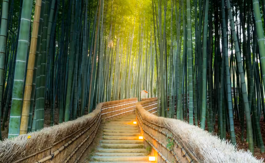 The Arashiyama Bamboo Forest is enveloped in shades of dark and light green, creating a tranquil natural canopy. Gentle lights illuminate the pathway and stairs, casting a soft glow that guides travelers through the enchanting grove, enhancing the serene and magical atmosphere of this iconic Kyoto landmark