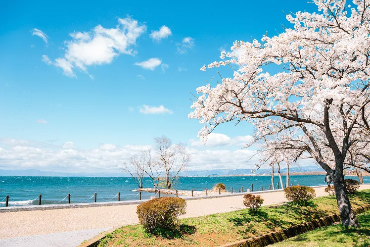 Lake Biwa, Japan's largest lake, is a stunning natural wonder located in Shiga Prefecture. During late spring, the lake is alive with vibrant scenery