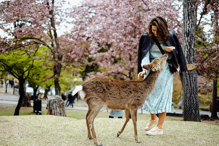Women gently petting friendly shika deer in Nara Park amidst blooming cherry blossoms