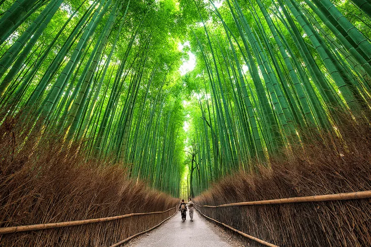 The Arashiyama Bamboo Grove in Kyoto is a serene and enchanting sight, where towering bamboo stalks rise densely on both sides, forming a natural green archway overhead