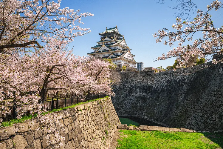 Osaka Castle stands majestically framed by hundreds of blooming cherry blossom trees in Nishinomaru Garden. The sunlight filters gently through the blossoms, casting a warm glow