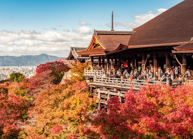 Kiyomizu-dera Temple in autumn is a breathtaking sight, with its historic wooden stage extending over a hillside blanketed in fiery red, orange, and golden maple leaves