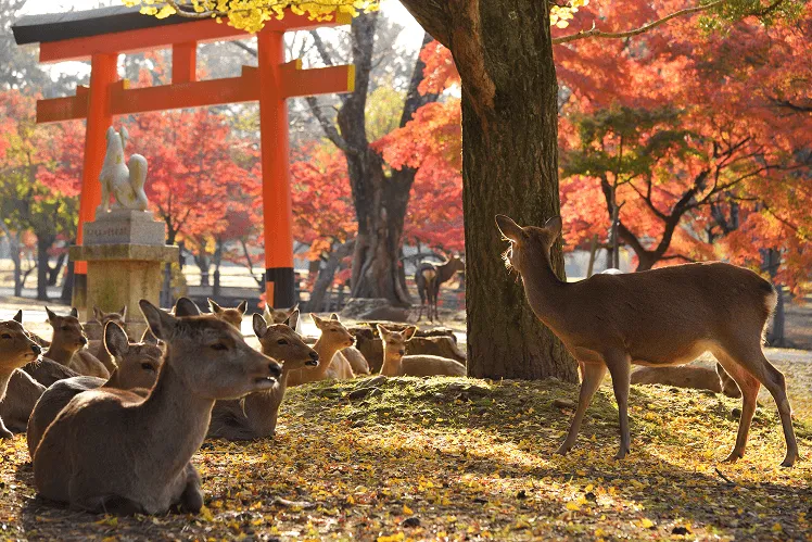 Nara Park, home to over 1,200 free-ranging deer, is regarded as a sacred messenger of the local gods