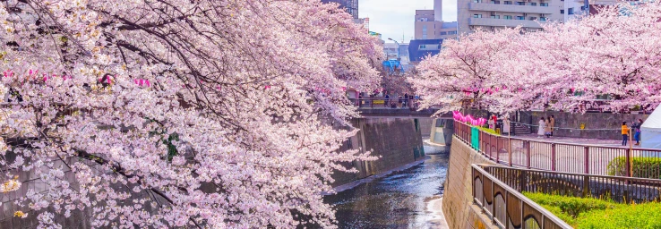 Meguro River Tokyo